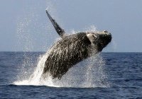 Humpback Whale 7