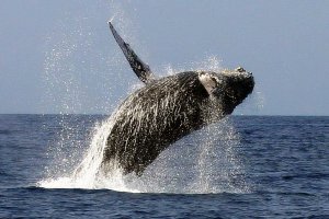 Humpback Whale 7